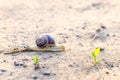 Beautiful snail crawling on sandy road Royalty Free Stock Photo