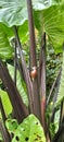 Beautiful snail going up in the green leaf Royalty Free Stock Photo