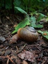 beautiful snail in the green amazing forest