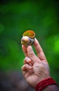 Beautiful snail, snail on hand ,