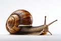 Beautiful snail with horns. Generative AI Royalty Free Stock Photo