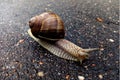 Beautiful snail on the road Royalty Free Stock Photo