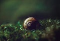 Beautiful snail shell on dark green background close up. Shell spiral in wet moss, macro. Dark mysterious picture.