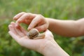 beautiful snail sitting on child's hand, Fostering connection between children