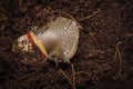 Beautiful snail in terrarium with wet coconut coir. Royalty Free Stock Photo