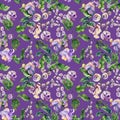 Beautiful snail vine twigs with bright flowers on purple background. Seamless floral pattern. Watercolor painting. Hand painted Royalty Free Stock Photo