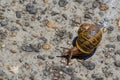 Beautiful Snail walking on the rock pavement surface.