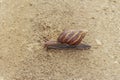 A beautiful snail is walking slowly Royalty Free Stock Photo