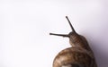 Beautiful snail on a white background close - up view from above Royalty Free Stock Photo