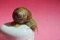 a beautiful snail on a white jar for cream