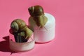 snail on a jar for cream. a gastropod with a shell. snail cosmetics, mucin, slug. background for the design.