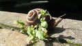 a beautiful snail who walks after a drizzle Royalty Free Stock Photo
