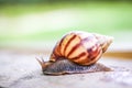 Beautiful Snail