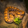 Beautiful snake showcase in the zoo