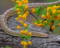 Beautiful Snake slithers along tree trunk in springtime Royalty Free Stock Photo