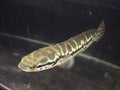 Snakehead fish with yellow and black strip