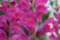 A beautiful snapdragon flower in close up shot.