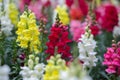 Beautiful snapdragon flowers blooming in spring day. Antirrhinum majus Royalty Free Stock Photo