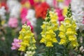 Beautiful snapdragon flowers blooming in spring day. Antirrhinum majus Royalty Free Stock Photo