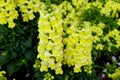 Snapdragon `Speedy Sonnet Yellow`, an upright annual flower Royalty Free Stock Photo