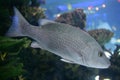 Beautiful Snapper Saltwater Fish With Gray Scales