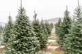 Beautiful Snow-Covered Trees at Christmas Tree Farm Royalty Free Stock Photo