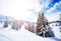 Beautiful snow covered fir forest in mountains