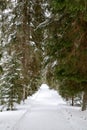 Beautiful snow covered fir tree alley in winter park Royalty Free Stock Photo