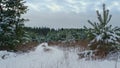 Beautiful snow covered forest in front gray sky. Fir trees standing under snow.