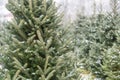 Beautiful Snow-Covered Fraser Fir Christmas Trees Royalty Free Stock Photo