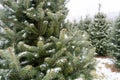 Beautiful Snow-Covered Fraser Fir Christmas Trees Royalty Free Stock Photo