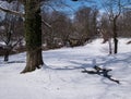 Beautiful snow covered ground winter scene