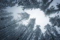 Beautiful snow covered tall trees in a winter forest Royalty Free Stock Photo