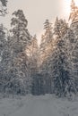 Beautiful snow covered tall trees in a winter forest Royalty Free Stock Photo