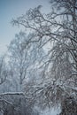 Beautiful snow covered tall trees in a winter forest Royalty Free Stock Photo