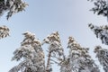 Beautiful snow-covered tops of pines and firs, against the blue sky on a sunny frosty winter day. Copy space. Royalty Free Stock Photo