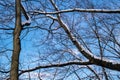 Beautiful snow covered tree branches