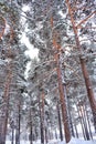 Beautiful snow-covered trees in a winter landscape.Spruce and pine forest after a snowfall. photo from bottom to top Royalty Free Stock Photo