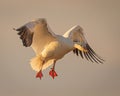 Beautiful Snow Goose prepares to lands during winter migration Royalty Free Stock Photo