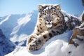 Beautiful snow leopard aganist snow mountans Royalty Free Stock Photo