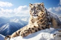 Beautiful snow leopard aganist snow mountans Royalty Free Stock Photo