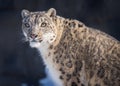 Beautiful Snow Leopard Catching Morning Sun