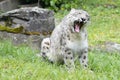 Snow leopard yawning - Uncia uncia - Zoo Cologne