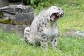 Snow leopard yawning - Uncia uncia - Zoo Cologne