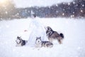 Beautiful snow queen with dogs Royalty Free Stock Photo