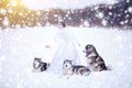 Beautiful snow queen witn dogs. Huskies or Malamute. Fairy tale girl. Christmas Royalty Free Stock Photo