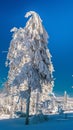 Beautiful snow tree Royalty Free Stock Photo