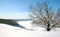 Beautiful Snow Tree in April Nizhny Novgorod Royalty Free Stock Photo