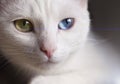 Beautiful snow-white pedigreed cat with amazing different multi-colored eyes on a sunny day.