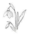 Beautiful snowdrop with the effect of a doddle drawing. Isolated flower on white background.